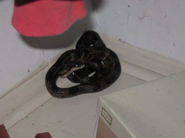 Closet Snake