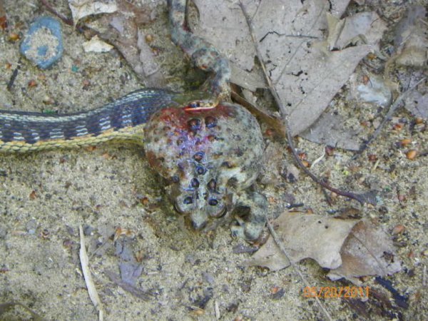Snake with big meal.JPG