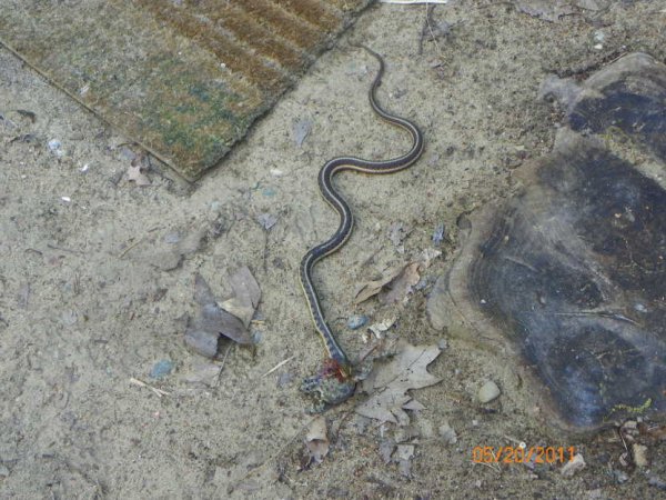 Snake-toad.JPG