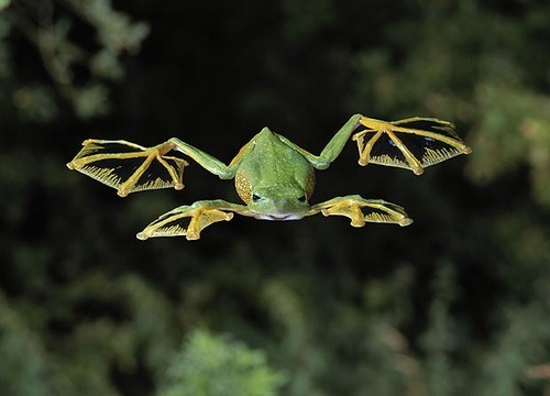 FlyingFrog.png