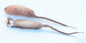 rattailed_maggots_mimosa_gary-300x150.jpg