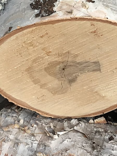 drying birch logs