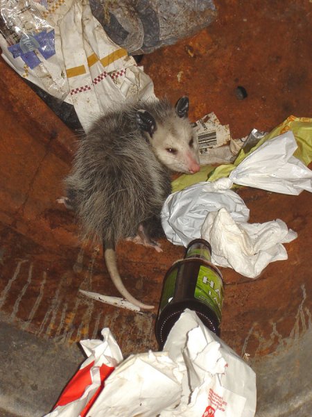 varmint-in-trash.jpg