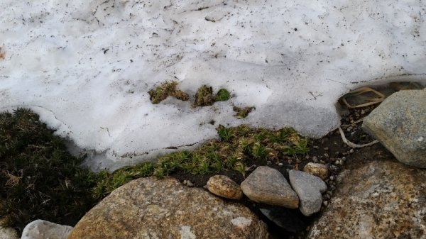 Creeping phlox.jpg