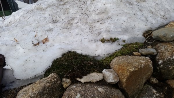 creeping phlox 2.jpg