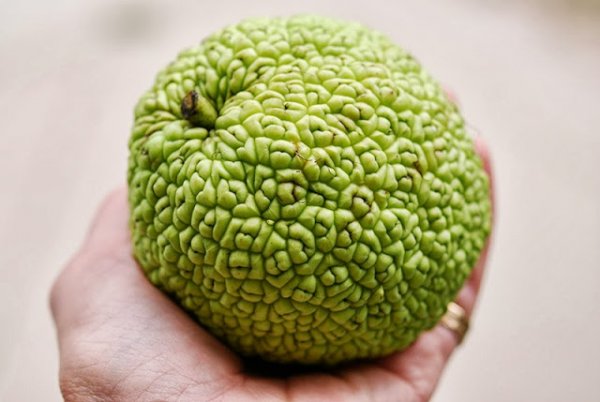 hedge-apple[1].jpg