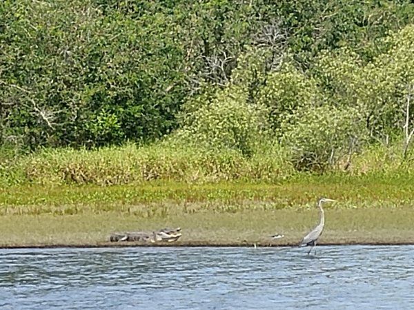 gator and herron.jpg