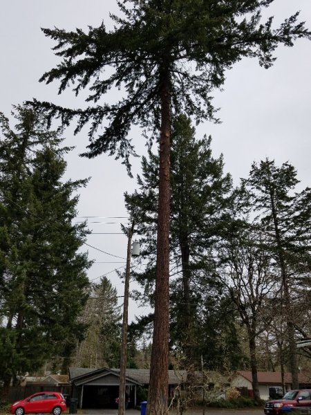 talltree2.jpg