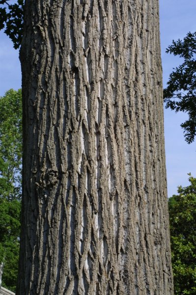 liriodendron_tulipifera_bark.JPG