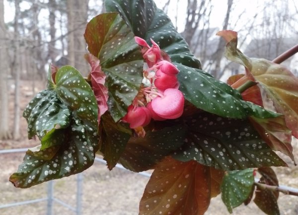 Angel Wing bloom 4-13-19.jpg