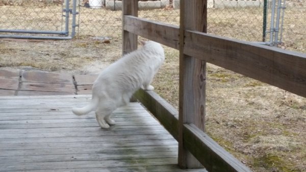 Rita first stroll down ramp for spring 4-13-19-2.jpg