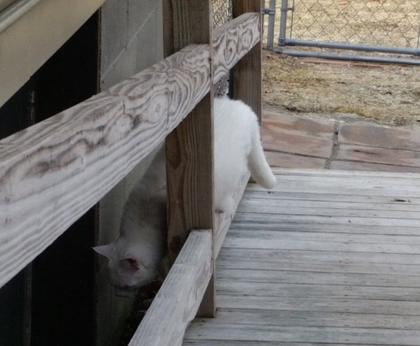 Rita first stroll looking in garage window 4-13-19.jpg