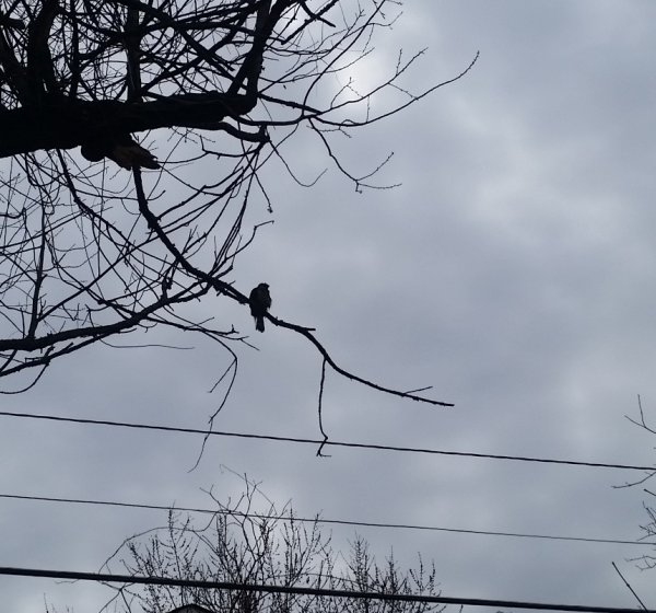 Hawk in tree - 1.jpg