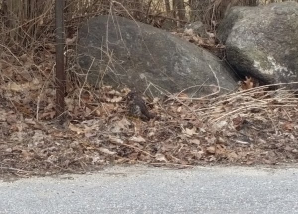 hawk on ground-3.jpg