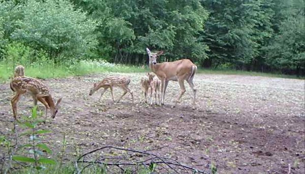 5 fawns.jpg