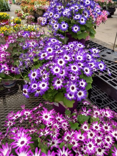 IMG_20190415_46848.jpg