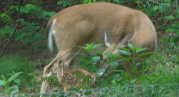 Doe-fawn-1.jpg