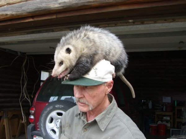 possumhat1GetAttachment.jpg