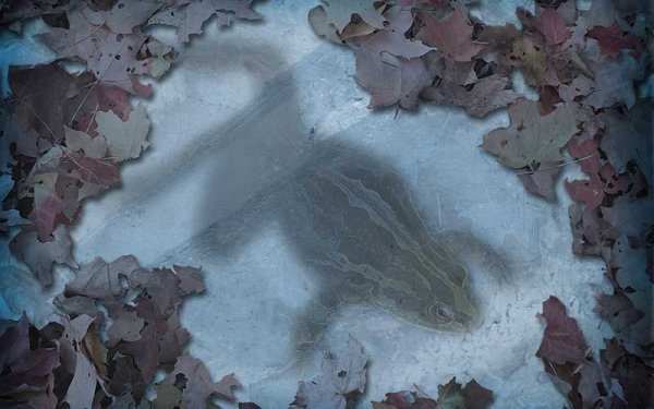 Frozen-Frogs.jpg