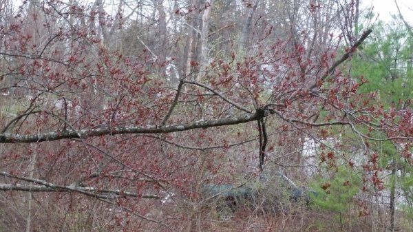 Crabapple leaflets.jpg
