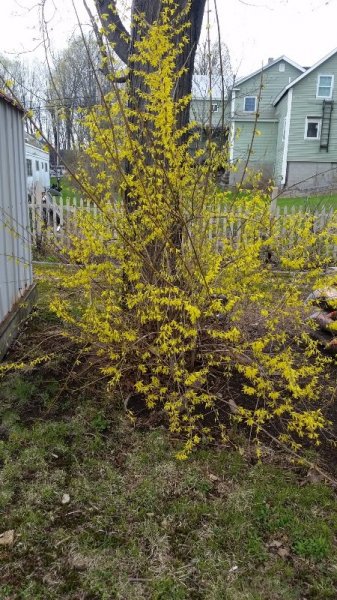 forsythia.jpg