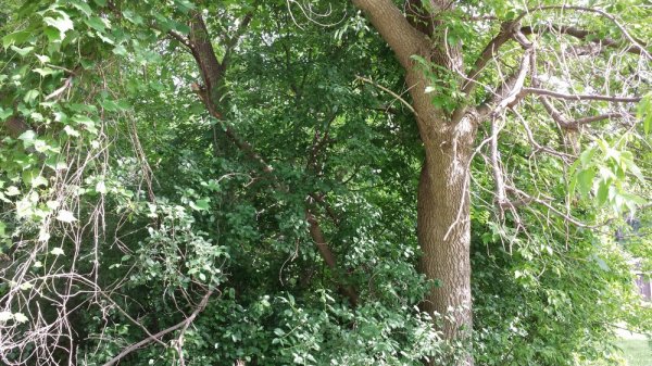 20140619_180251.jpg