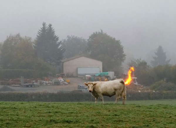 cowfrt.jpeg