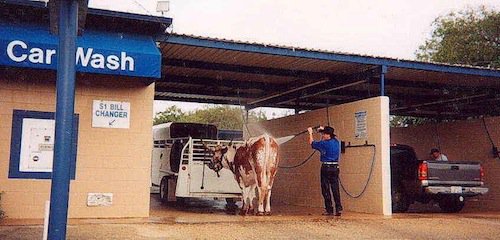 Cow wash.jpg