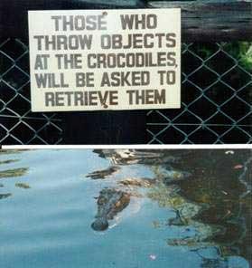 Crocodile.jpg