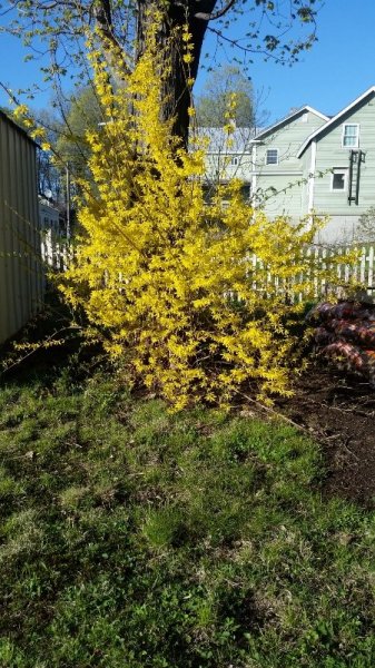 Forsythia 5-6-19.jpg