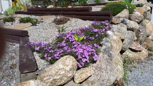 phlox at rock wall.jpg