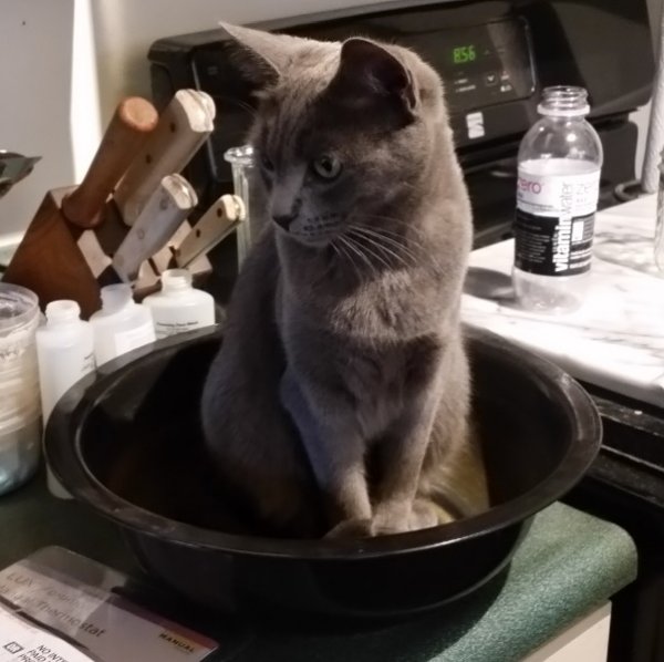 Rainey in bowl 1.jpg