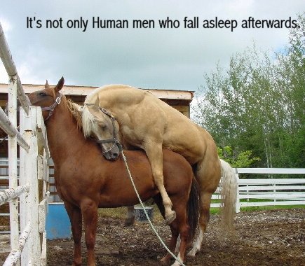 Exhausted-horse.jpg