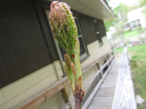 Spiderlings on maple seedling2.jpg