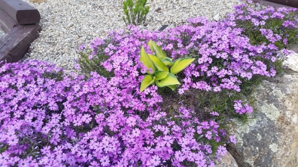 creeping phlox-hot pink.jpg
