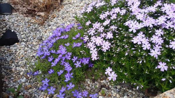 creeping phlox-light purple pink and blue.jpg