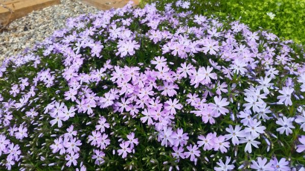 creeping phlox-light purple pink.jpg