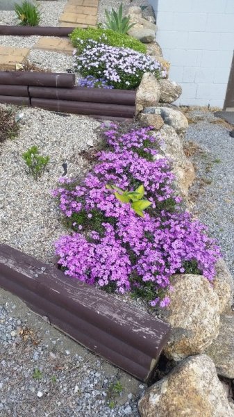 creeping phlox-long shot.jpg