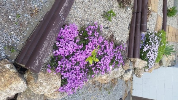 creeping phlox-long shot-trnd.jpg