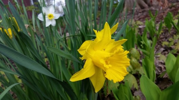 daffodil - yellow.jpg