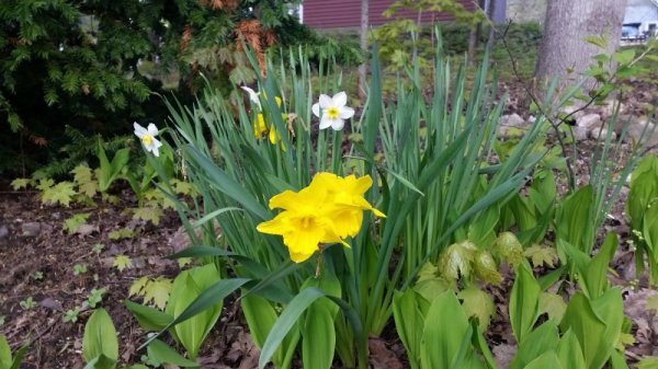 Daffodils 5-17.jpg
