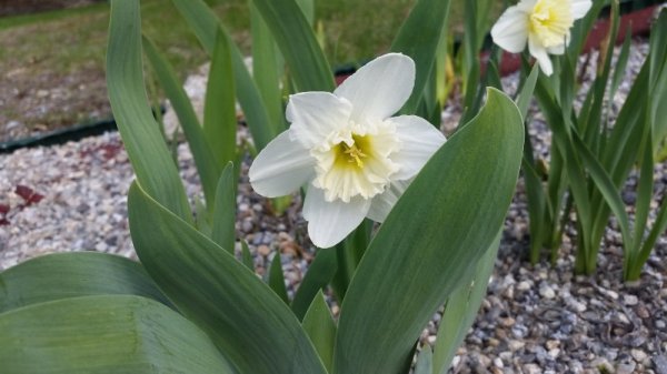 Daffodil-white wavy.jpg