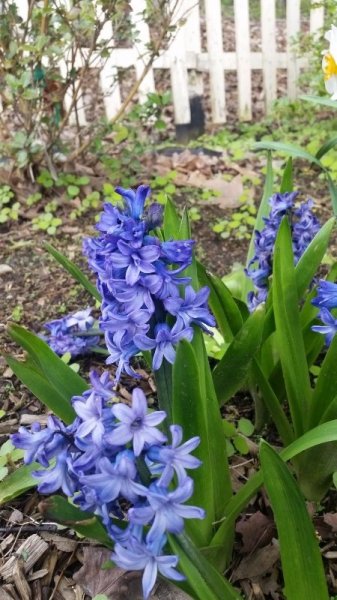 Hyacinths.jpg