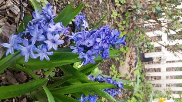 Hyacinths-trnd.jpg