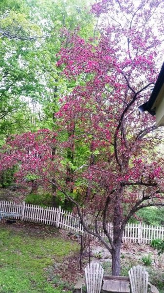 Crabapple from back door 5-19-19.jpg