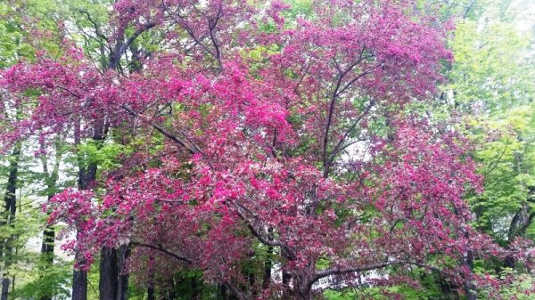 Crabapple from yard 5-19-19.jpg