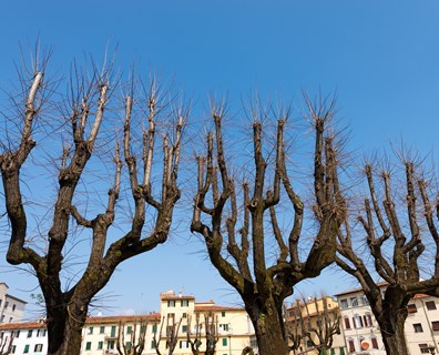 fixing-topped-trees-davey-tree.jpg