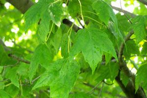 red-maple-swamp-maple-r.jpg