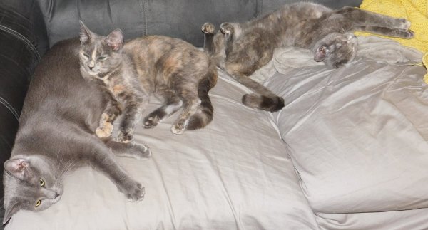 All three on couch.JPG