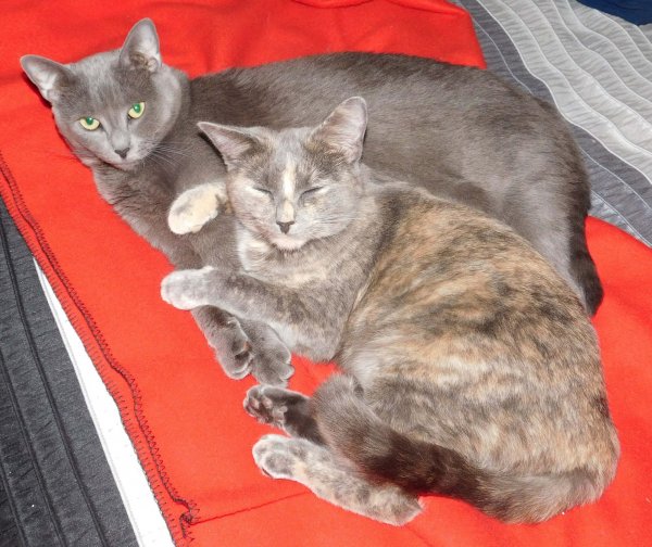 Phoebe and Slash.JPG